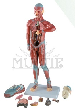 model svalů člověka - MUŽ CO GD-0201A